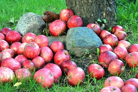 Orchard, tráva, zemědělství, jablka, výživa, ekologické, červené