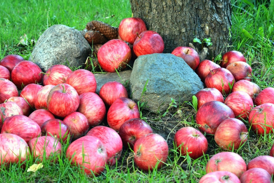 Orchard, trawa, rolnictwo, jabłka, żywienia, ekologicznej, czerwony