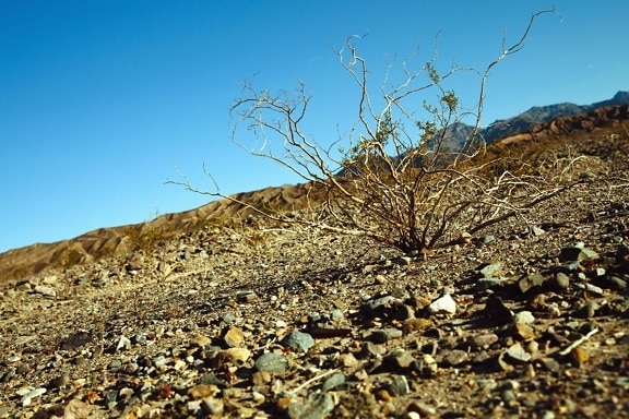 shrub, soil, desert, dry, ground, landscape, mountain