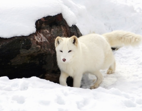 zimní, zvíře, polární liška, lov, LED, fox, příroda