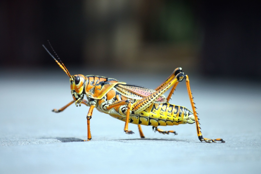 grasshopper, insect, animal