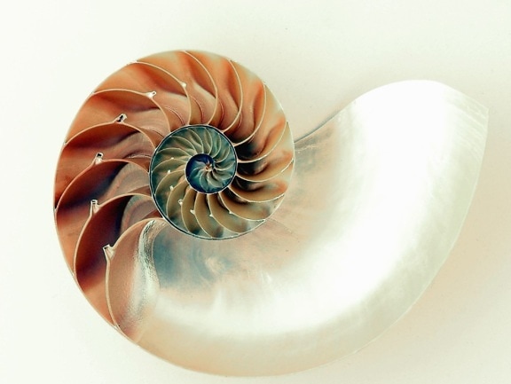 Concha, espiral, mar