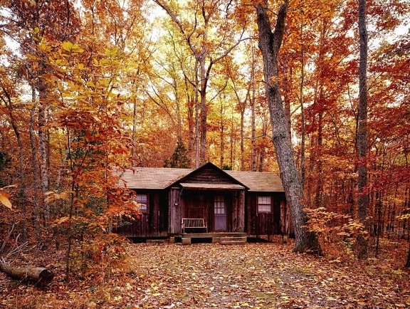 stromy, lesy, podzim, listí, krásný, barevný, Les, dům, krajina