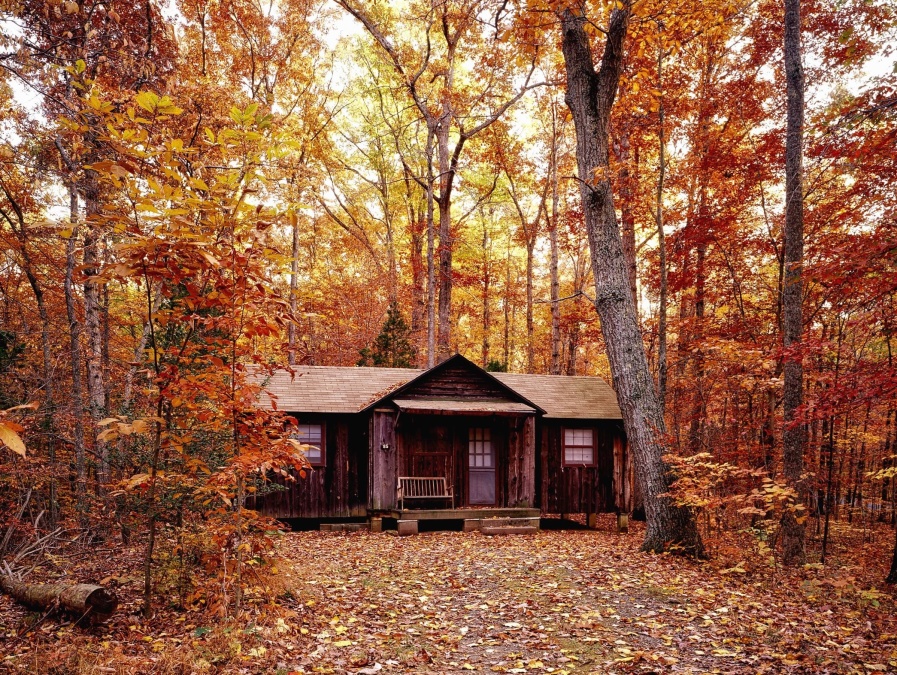 フリー写真画像 木 森の中 秋の葉 美しい 色 森林 家 風景