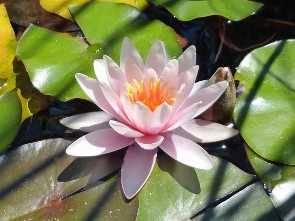 water lily, summer, lotus, leaf, water, petal, blossom