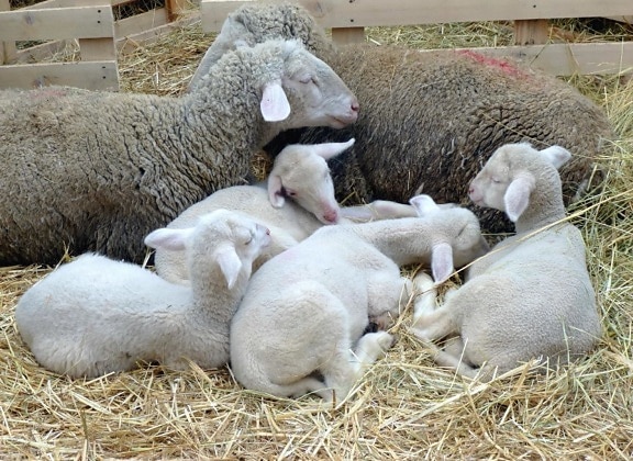 Mouton, laine, jeune, animal, agneau, paille