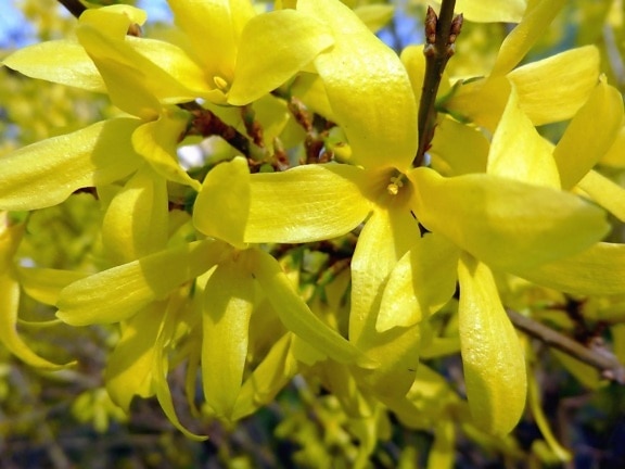 Buisson, fleur jaune, fleur, fleurs, pétales, branches, légumineuses