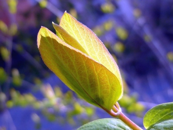 Green leaf, kevät, luonto, haara