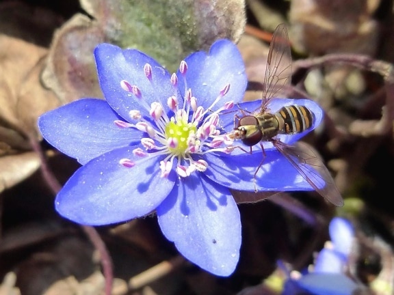 bee, stamens, pollen, insect, flower, spring, sunshine, shadow