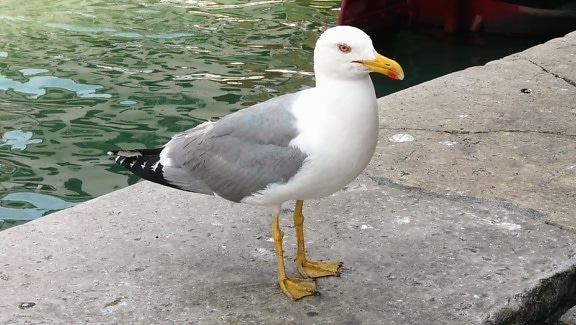 seagull, coast, water, birds, beak, feathers