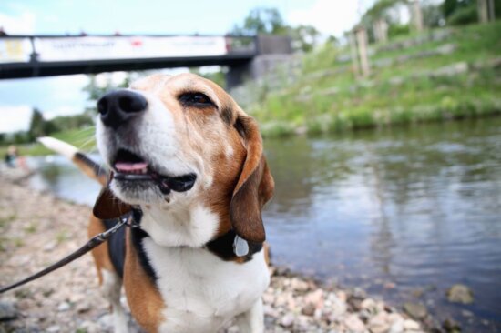 dog, animal, bridge, water, rocks