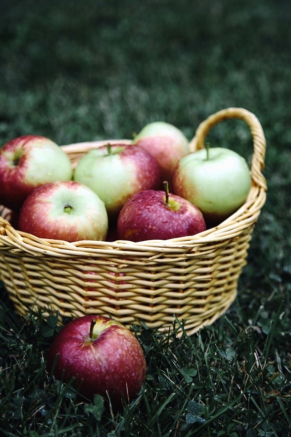 cesta de maçãs, ervas, frutas, saudáveis, suculentas