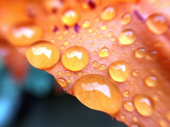 лист, вода, природа, капли, дождь