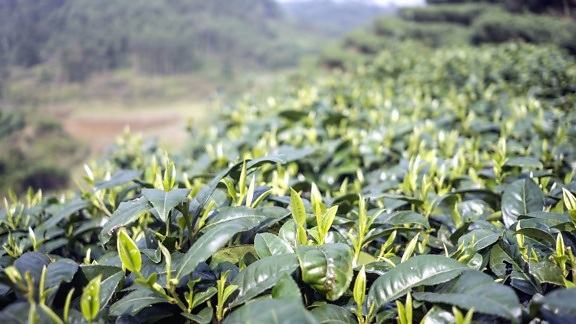 leaves, field, plant, nature, tea, farming