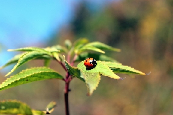 plant, flora, green leaves, insect, ladybug