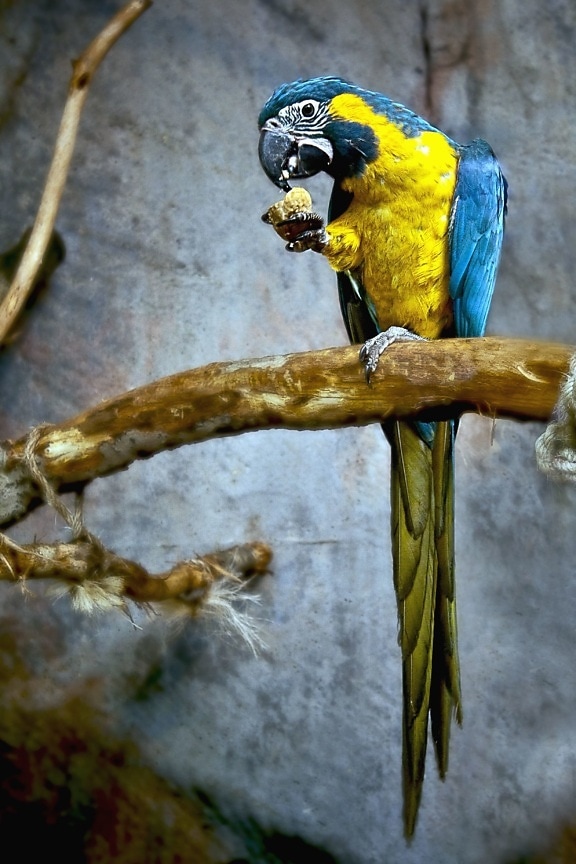 colourful, macaw parrot, animal, bird, branch