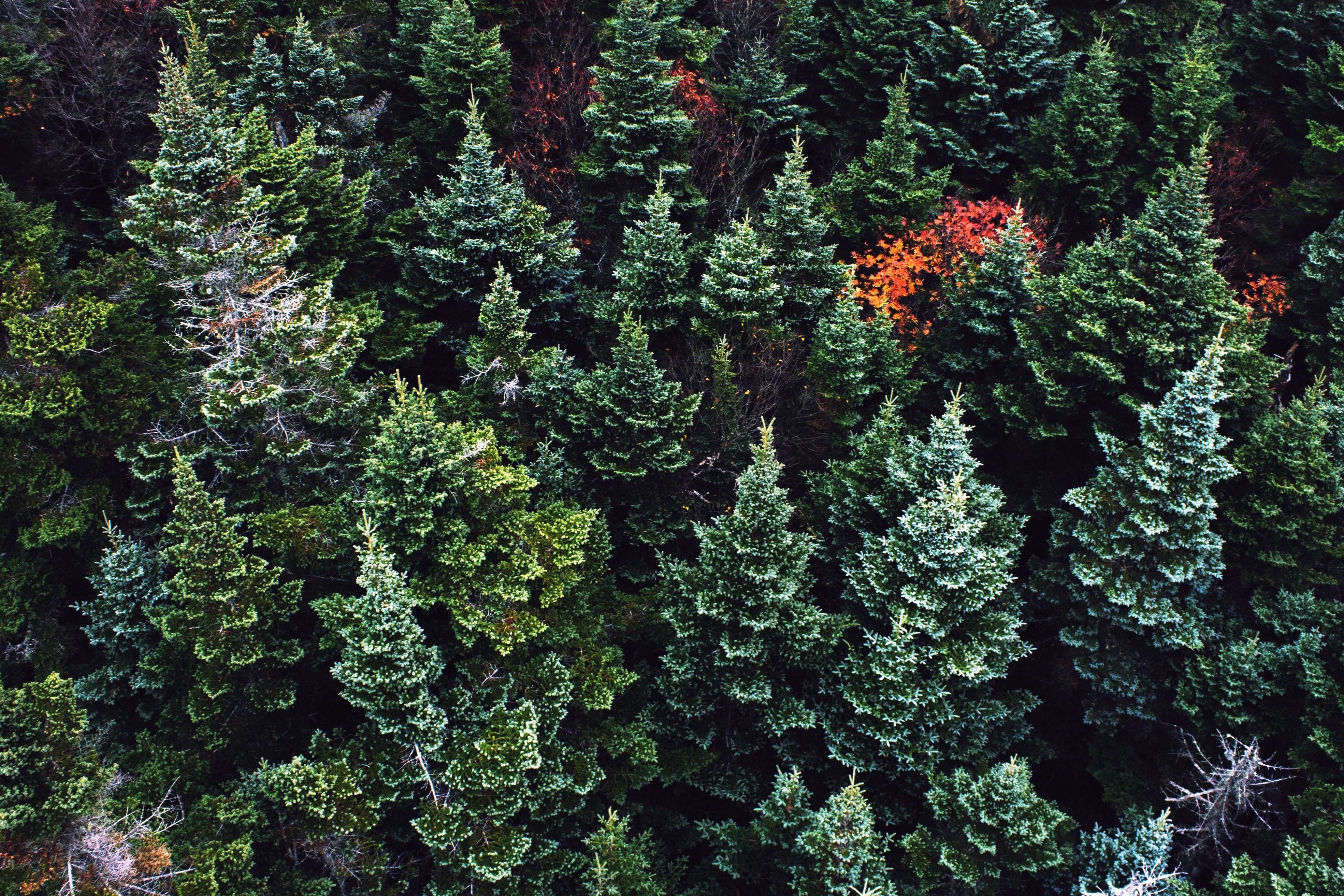 Foto gratis: Alberi, legno, colore, conifere, ambiente, sempreverde, abete, alberi, verde