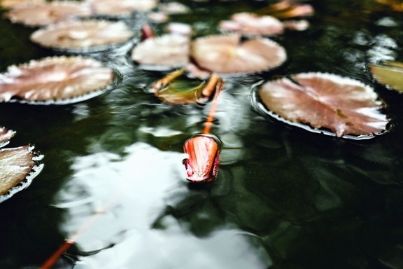 water lily, pond, reflection, water, aquatic plant, lotus, leaves