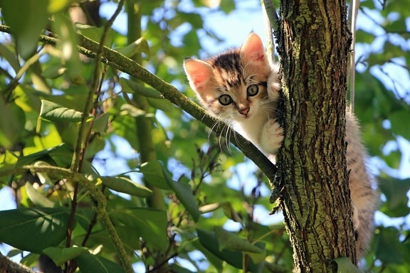 roztomilý, kočičí, kočička, kočička, kočka, strom, rozkošný, zvířecí pet