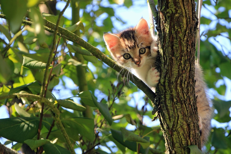 kucing, lucu, kucing, kucing, kucing, hewan peliharaan, pohon, menggemaskan, hewan