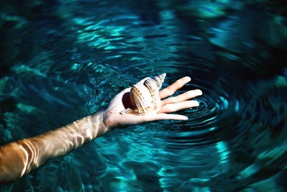 hand, shell, swimming pool, water, arm, ripple