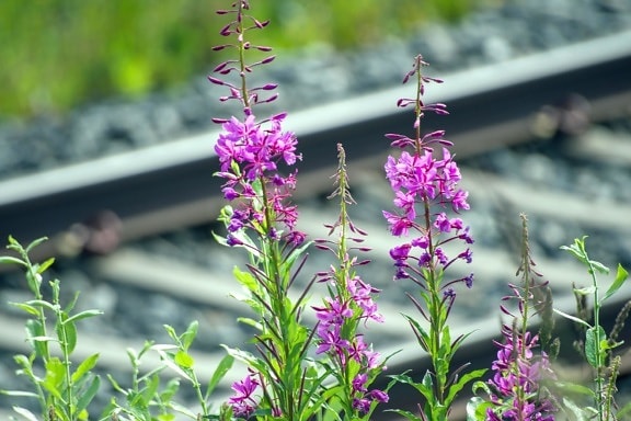 Flores, planta, ferrocarril, ferrocarril, floración, flor, flora