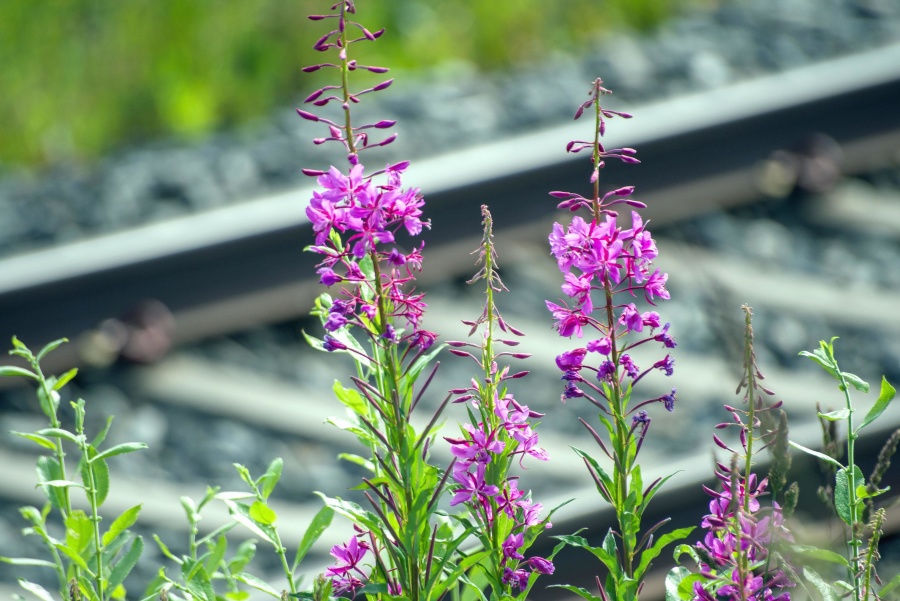 Hoa, thực vật, đường sắt, đường sắt, nở, Hoa, thực vật