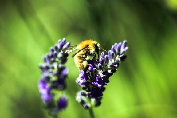mùa hè, con ong, hoang dã, bay, khu vườn, mật ong, ong mật, côn trùng, hoa oải hương
