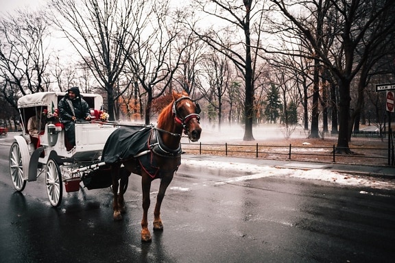 horse, snow, carriage, park, city, cold, street, travel, trees, wet, winter