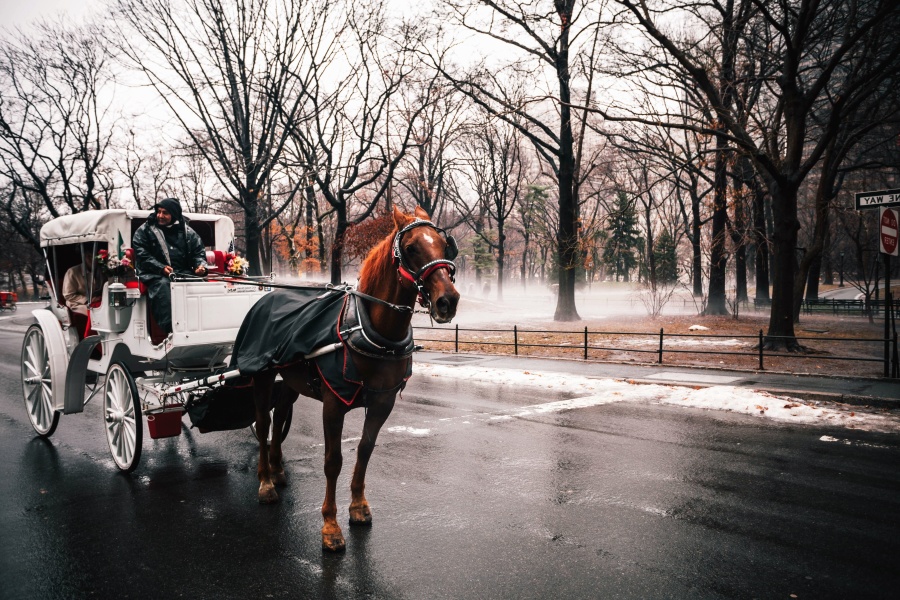 ม้า หิมะ ขนส่ง พาร์ค เมือง เย็น ถนน เดินทาง ต้นไม้ เปียก ฤดูหนาว