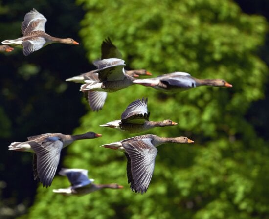 migration, flock, ducks, birds, nature, wild, animals, flight, wing