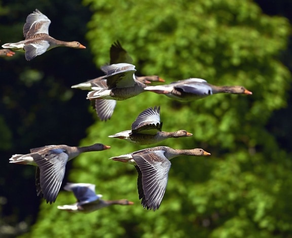 migrasjon, flock, ender, fugler, natur, naturen, dyr, fly, fløyen