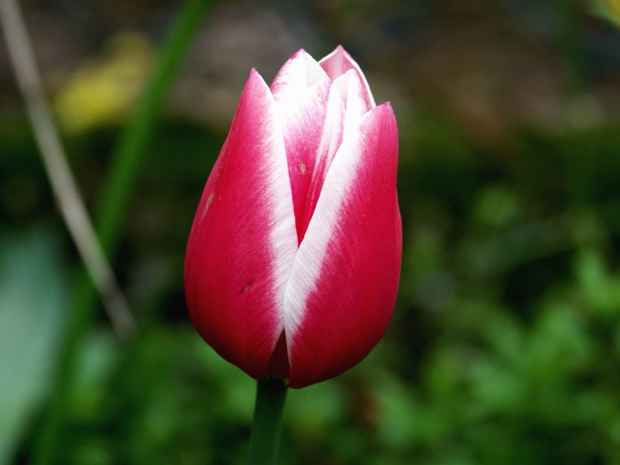 bud, flower, petals, plant, garden, tulip