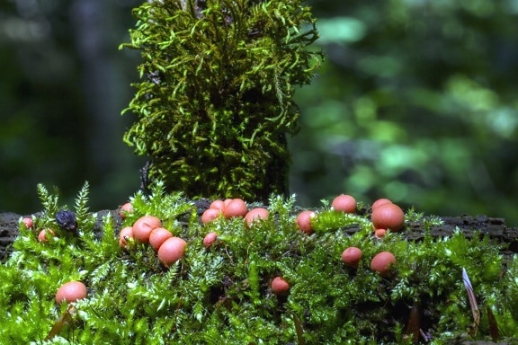mushrooms, nature, plant, food, leaves