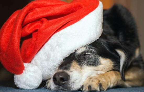 dog, muzzle, mouth, hat, christmas