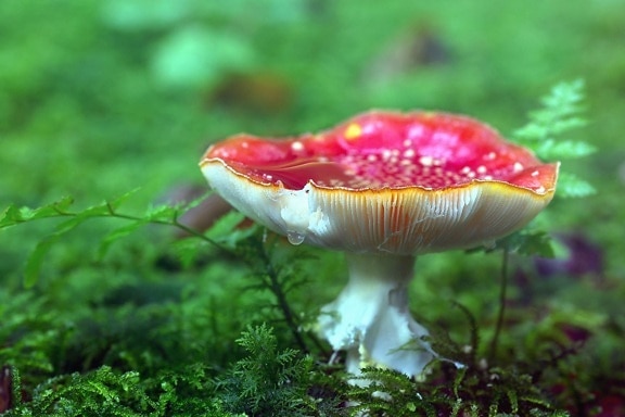 forest, mushrooms, rain, toxic, moss