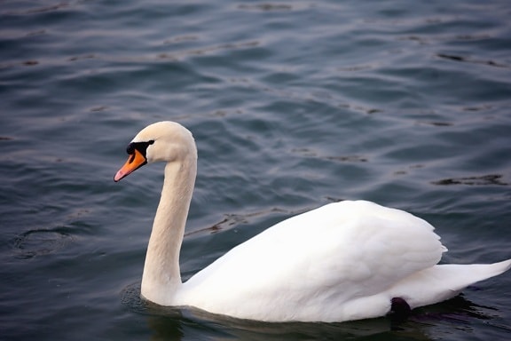 Swan, vták, perie, voda, jazero