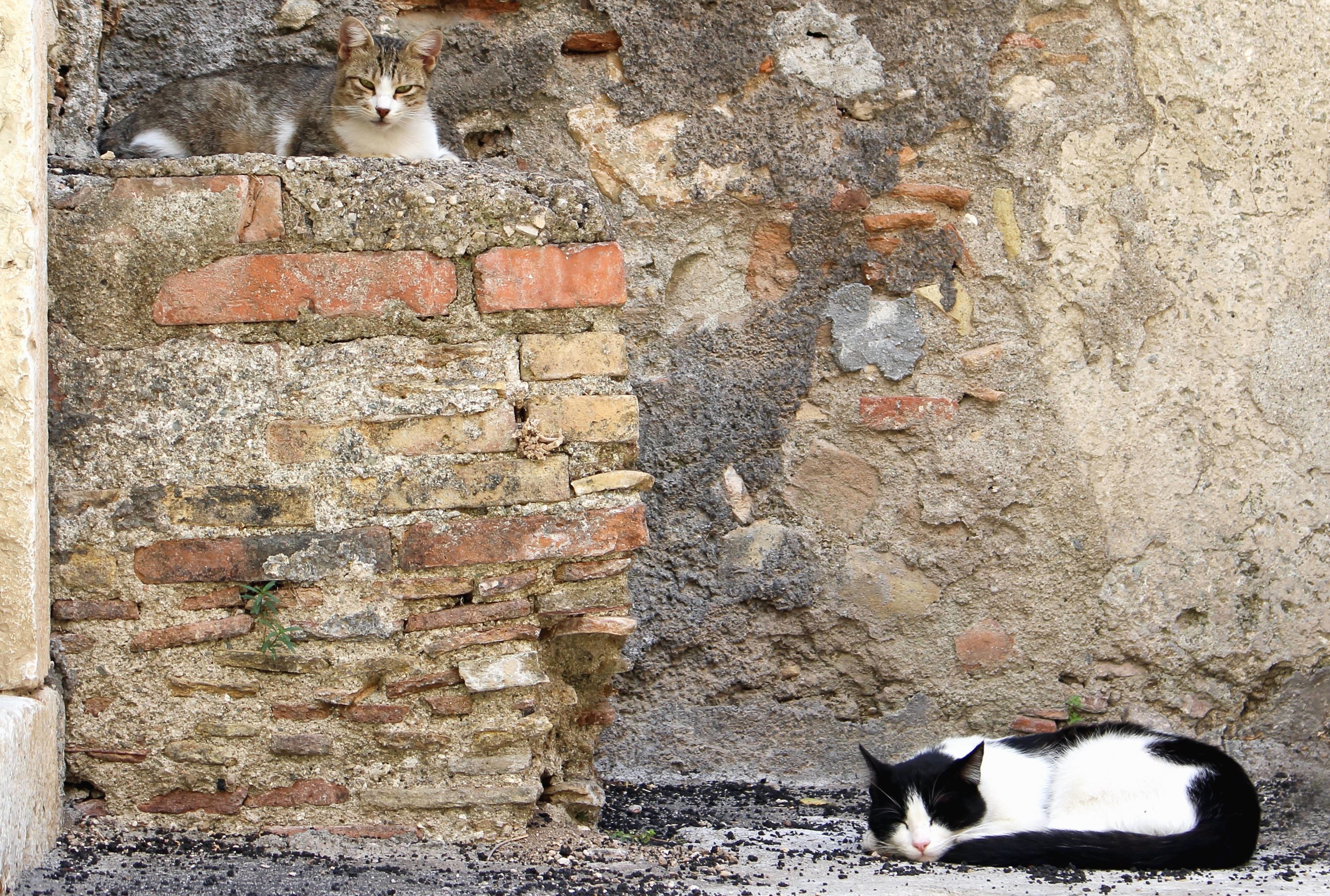 cat, animal, domestic cat, kitten, wall.