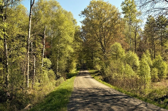 forest, road, trees, sky, branches