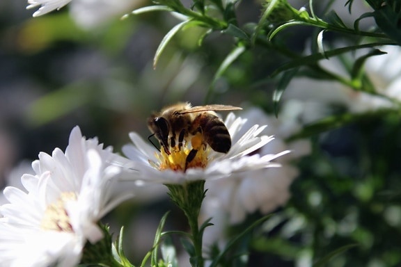 Insecto, abeja, floración, polen, flores, jardín, miel