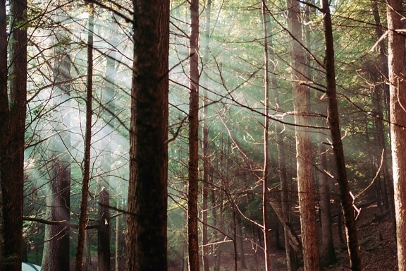 stromy, lesy, jehličnatý, Les, krajina