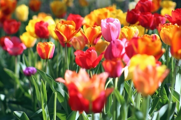 Champ, printemps, tulipes, coloré, jardin