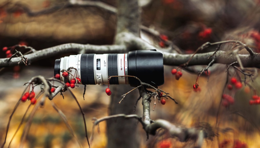 photo camera, field, lens, branches, equipment, wood