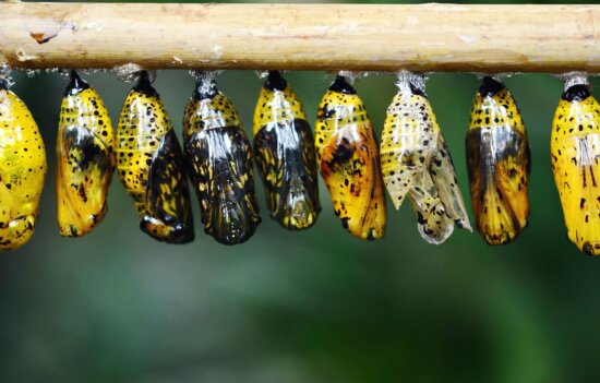 metamorphose, butterfly, insect, larva