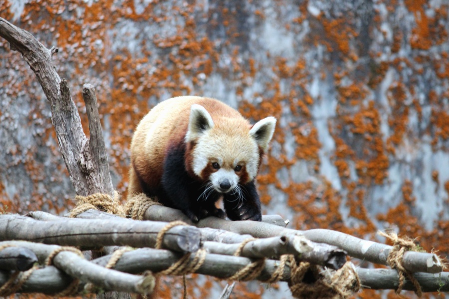 Panda, albero, fauna, legno, zoo, animale