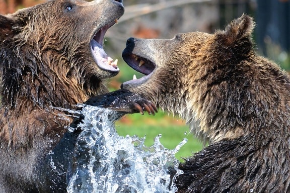 bears, water, wild, animals