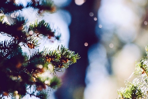 snowflake, snow, tree, winter, branches