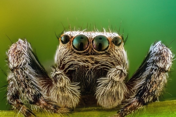 spider, arthropod, nature, insects, legs, eyes