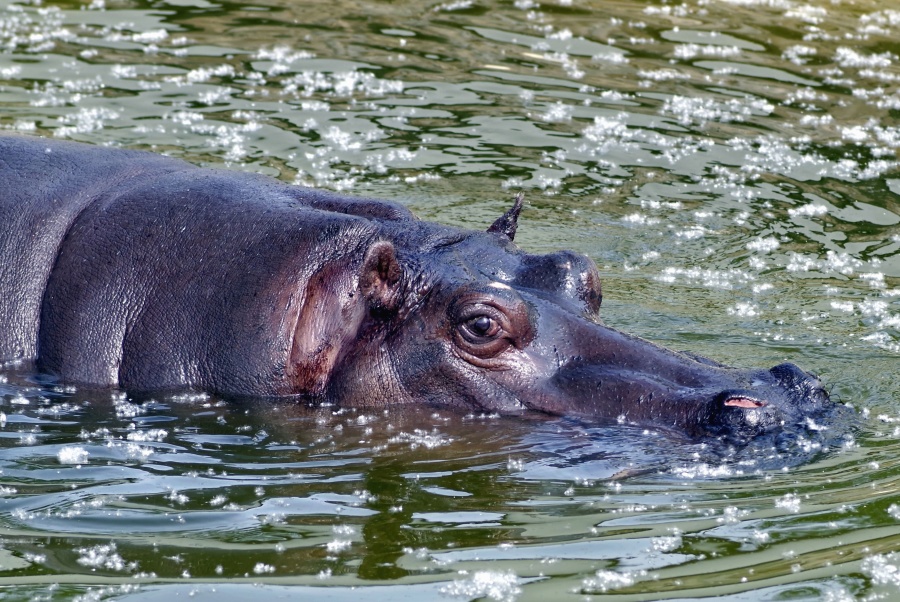 Agua, hippopotamus, animal, ojos, cabeza, nadar