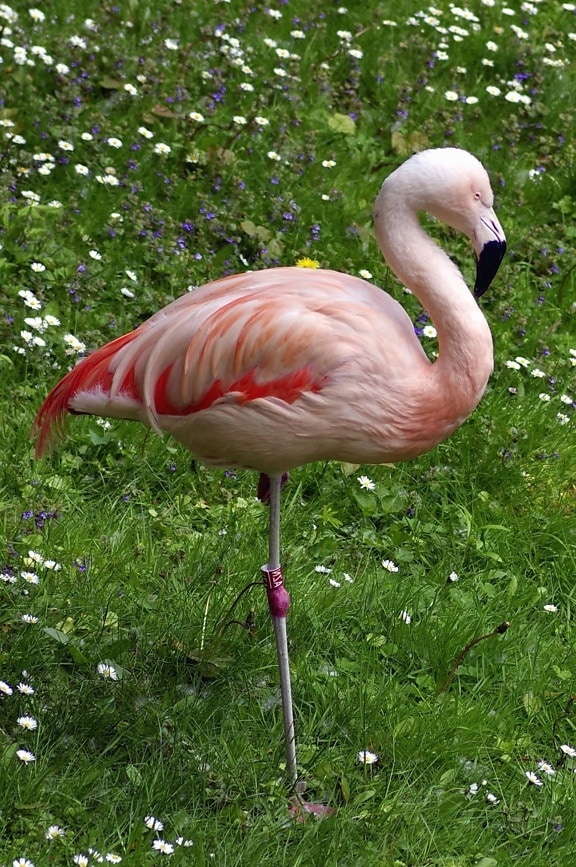 flamingo, bird, grass, foot, feathers, animal, flowers, park